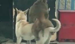 狗狗吃瓜视频,狗狗吃瓜萌态大赏