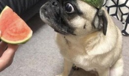 吃瓜表情包路边