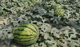 寿光西城吃瓜原视频,一场全民狂欢的夏日盛宴