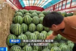 厦门钱男友吃瓜,揭秘背后的情感纠葛与网络热议