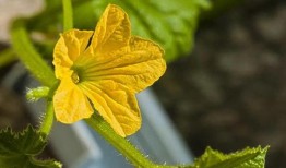 花卉吃瓜,一场视觉与味觉的盛宴