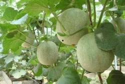 豆豆吃哈密瓜,豆豆的哈密瓜美食之旅