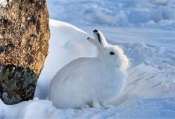 北极兔吃瓜,北极兔的瓜田奇遇记
