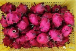 吃瓜火龙果,揭秘吃瓜火龙果的独特魅力