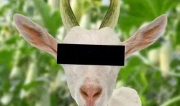 吃瓜羊天秤,揭秘天秤座在娱乐圈的瓜田趣事