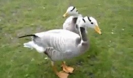 吃瓜鸭有多快,揭秘瓜界“闪电侠”