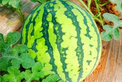 网上哪里可以吃瓜,盘点各大热门吃瓜平台