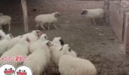 吃瓜羊天秤,揭秘天秤座在娱乐圈的瓜田趣事