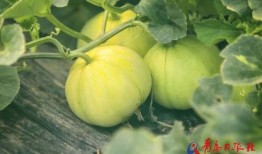 直播吃的什么瓜,网红们口中的“瓜”究竟是什么美味？