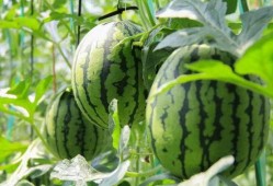 免费视频吃瓜,揭秘娱乐圈幕后真相