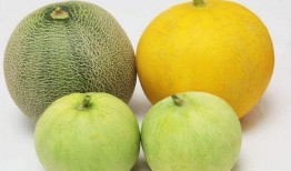 吃瓜会嗓子哑,警惕夏日饮食陷阱