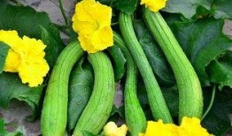 离瓜怎么吃,解锁夏日清新美味