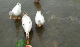 吃瓜鸭有多快,揭秘瓜界“闪电侠”