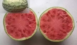 科学吃瓜图片,营养与健康的完美结合