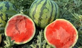 云南情侣吃瓜事件,甜蜜误会引发网络热议