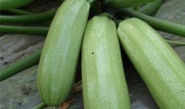 吃瓜仔有什么好处,揭秘日常生活中的小确幸