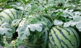 重庆江津吃瓜,探寻重庆江津的甜蜜诱惑