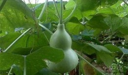 每天吃葫芦瓜能减肥吗吗