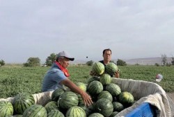 徐水区吃瓜事件,一场网络热议背后的真相与反思