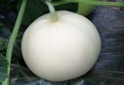 梦见买梨瓜吃,揭秘买梨瓜吃的神秘寓意