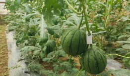 怎么吃瓜最快,三步让你成为吃瓜达人