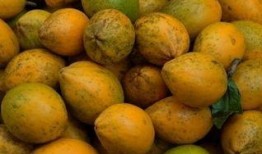 女子吃瓜旅游,跟随美食足迹畅游各地