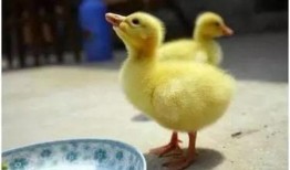 吃瓜鹅完整视频,一场视觉盛宴的幕后故事