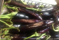 小茄子吃瓜,小茄子与瓜果乐园的奇幻之旅