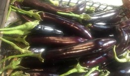 小茄子吃瓜,小茄子与瓜果乐园的奇幻之旅