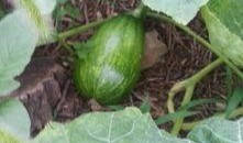 梦见瓜地里吃瓜什么意思,瓜地里吃瓜的寓意与象征