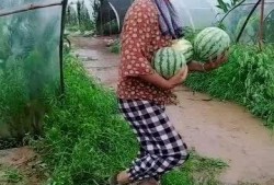 来摘瓜给你吃,来摘瓜给你吃的温馨时光