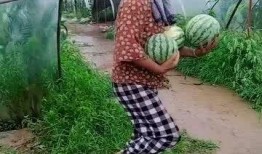 来摘瓜给你吃,来摘瓜给你吃的温馨时光