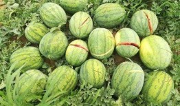 雪落吃瓜二皇子的瓜,揭秘宫廷秘闻背后的真相