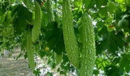 吃瓜咳嗽嗓子痛,夏季常见病症的预防和应对