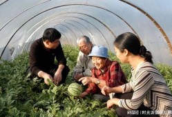 刘国红吃瓜,揭秘娱乐圈幕后真相