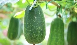 吃瓜系统四皇子,吃瓜系统中的神秘力量