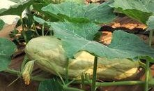 吃的瓜有毒,如何辨别与防范