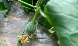 儿时吃的瓜,那些儿时记忆中的美味瓜果