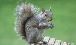 松鼠喜欢吃吊瓜吗,揭秘它们对吊瓜的喜爱之谜