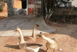 手机壁纸吃瓜鹅,趣味横生的视觉盛宴