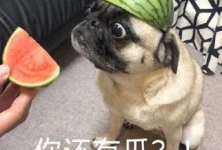 吃瓜够不够表情,够不够？