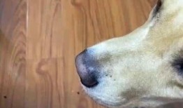 狗子与我吃瓜视频对比,趣味对比揭示动物与人类的共通之处