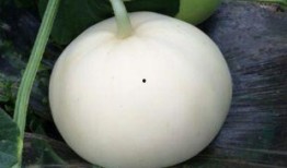 吃头孢可以吃梨瓜吗,梨瓜能一起食用吗？