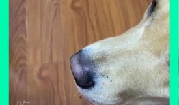 狗子与我吃瓜视频对比,趣味对比揭示动物与人类的共通之处