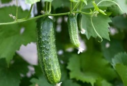 吃瓜人物推荐,跟随吃瓜群众探寻明星幕后故事