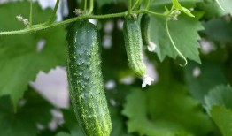 吃瓜人物推荐,跟随吃瓜群众探寻明星幕后故事