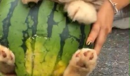 狗狗吃瓜视频,狗狗吃瓜萌态大赏