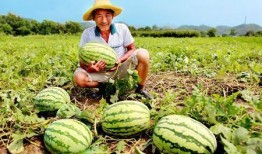 青岛路边吃瓜事件,公共道德与个人自由的边界探讨