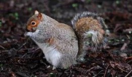 松鼠喜欢吃吊瓜吗,揭秘它们对吊瓜的喜爱之谜