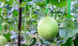 吃瓜咳嗽嗓子痛,夏季常见病症的预防和应对